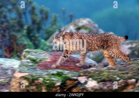 Caccia alla lince iberica nella Sierra de Andujar, Spagna. Foto Stock