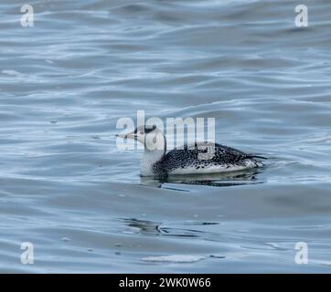 Tuffatore con gola rossa (loon) non riproduttore che nuota in acqua Foto Stock