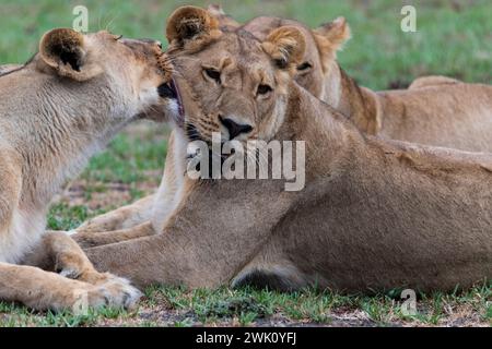 Lioness Grooming, Chobe National Park, Botswana Foto Stock