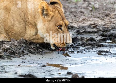 Thirsty Lioness Drinking Muddy Water, Chobe National Park, Botswana Foto Stock