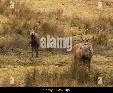 Coppia di stalli maschili insieme nella remota collina scozzese Foto Stock