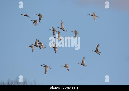 Stormo di pintail settentrionali Anas acuta che vola in inverno contro un cielo blu Foto Stock