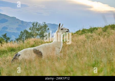 Lama (Lama glama) adagiata su un prato tra le montagne del tirolo, Kitzbuehel, Wildpark Aurach, Austria Foto Stock