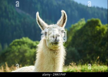 Lama (Lama glama), ritratto, Tirolo, Kitzbuehel, Wildpark Aurach, Austria Foto Stock
