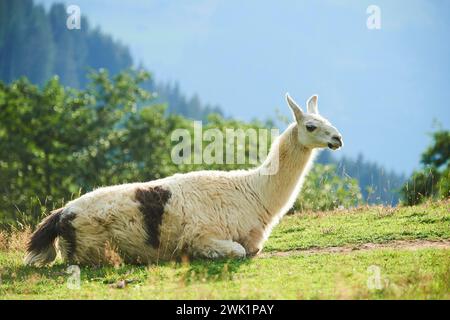 Lama (Lama glama) adagiata su un prato tra le montagne del tirolo, Kitzbühel, Wildpark Aurach, Austria, Europa Foto Stock