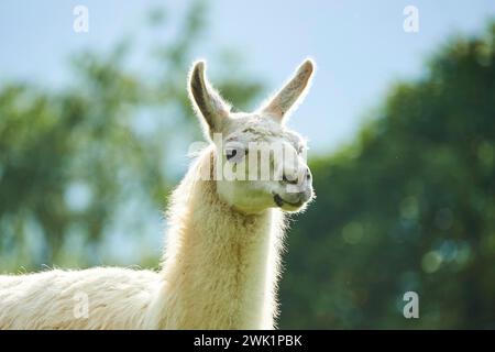 Lama (Lama glama), ritratto, Tirolo, Kitzbuehel, Wildpark Aurach, Austria Foto Stock