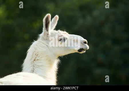 Lama (Lama glama), ritratto, Tirolo, Kitzbuehel, Wildpark Aurach, Austria Foto Stock