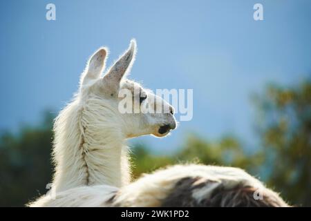 Lama (Lama glama), ritratto, Tirolo, Kitzbühel, Wildpark Aurach, Austria, Europa Foto Stock