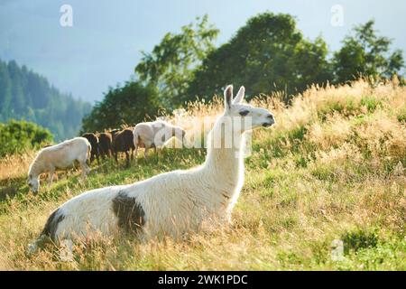 Lama (Lama glama) con pecore domestiche (Ovis aries) sullo sfondo adagiato su un prato sulle montagne del tirolo, Kitzbuehel, Wildpark Aurach Foto Stock