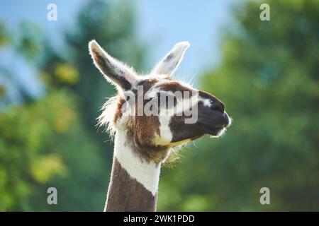 Lama (Lama glama), ritratto, Tirolo, Kitzbuehel, Wildpark Aurach, Austria Foto Stock