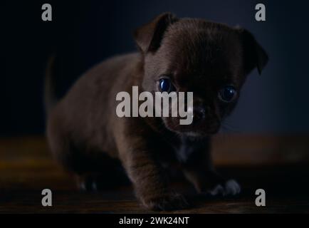 Ritratto di un bellissimo cucciolo maschio chihuahua marrone. Primo piano. Foto Stock