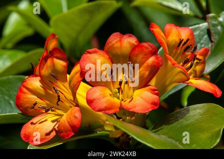 Sydney Australia, fiori di rododendro arancio brillante al sole Foto Stock