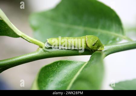 Farfalla mormone comune (Papilio polytes) caterpillar in 5° e ultimo stadio di instar : (Pix Sanjiv Shukla) Foto Stock