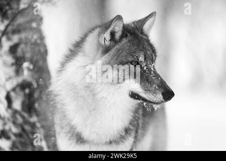 Primo piano di lupo concentrato con occhi selvaggi nella foresta invernale Foto Stock