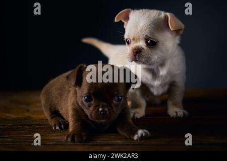 Cuccioli maschi di chihuahua marrone cuite e bianco su un tavolo di legno. Foto Stock