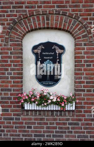 Kaltbluthof Haseloff in Brück Kaltbluthof Haseloff in Brück, 03.09.2023, Brück, Lindenstrasse, Brandeburgo, Die Familie Haseloff aus Brück Hat sich auf die Zucht von Kaltblutpferden spezialisiert. *** Kaltbluthof Haseloff in Brück Kaltbluthof Haseloff in Brück, 03 09 2023, Brück, Lindenstrasse, Brandeburgo, la famiglia Haseloff di Brück si è specializzata nell'allevamento di cavalli a sangue freddo Foto Stock