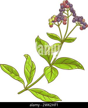 Allspice Plant with Berries Colored Illustration Illustrazione Vettoriale