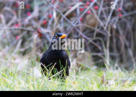 primo piano di un uccello nero in cerca di cibo nel parco (Turdus merula) Foto Stock