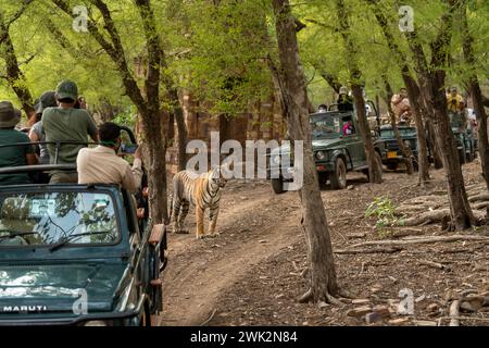 Parco nazionale di ranthambore, rajasthan, India - 28 giugno 2021 - tigre selvaggia del bengala in piedi circondata da veicoli safari che attraversano la pista forestale Foto Stock