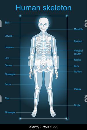 Scheletro umano su sfondo scuro. Scansione dell'anatomia umana. Etichettato di tutte le ossa. Illustrazione vettoriale piatto isometrico come l'immagine radiologica Illustrazione Vettoriale