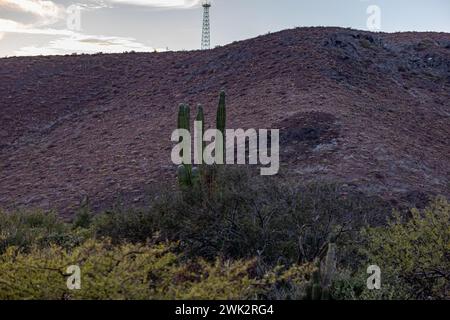 Paesaggio montagnoso e arido messicano con cactus saguaro, ginepro e scrub, torre di comunicazione in cima sullo sfondo, pomeriggio a Baja California Sur Foto Stock