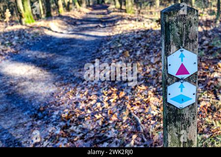 Cartelli su palo di legno per due sentieri escursionistici, uno rosso e uno blu, sentiero sterrato su sfondo sfocato nel Duinengordel - Parco Nazionale Hoge Kempen, soleggiato Foto Stock