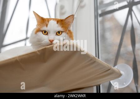 il gatto bianco giace in un letto sospeso. amaca per gatti installata sul finestrino. lettino per gatti appeso. Foto Stock