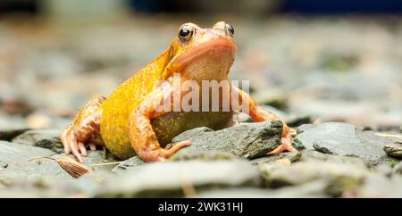 Rana, Rana Temporia, anfibia europea, rana comune europea femminile, pronta a picchiare. Foto Stock