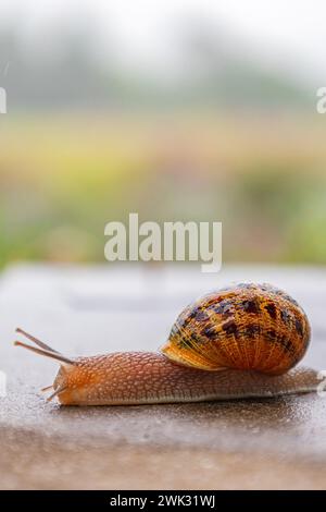 La lumaca scorre lungo una superficie ruvida. Primo piano. Gasteropodi con guscio nero marrone maculato esterno. Sfondo animale. Malacologia, zoologia, studio Foto Stock