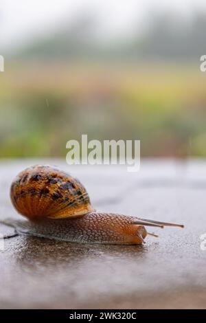 La lumaca scorre lungo una superficie ruvida. Gasteropodi con guscio nero marrone maculato esterno. Sfondo animale. Malacologia, zoologia, studio del soft-bodie Foto Stock