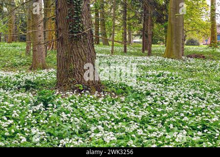 Tappeto di piante di aglio selvatico in fiore bianco (Allium ursinum), anche aglio dell'orso, aglio selvatico a foglia larga o aglio di legno chiamato, in una foresta Foto Stock