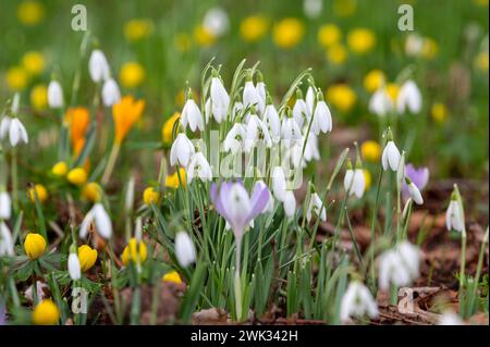 Frühlingserwachen mit Frühblühern Frühlingsblühern im Botanischen Garten Jena Schneeglöckchen Galanthus im Sonnenlicht umgeben von Winterlingen Eranthis hyemalis und einzelnen Krokusse, Crocus Botanischer Garten Jena *** risveglio primaverile con i primi fioritori fiorenti primaverili nel Giardino Botanico di Jena gocce di neve Galanthus alla luce del sole circondato da aconiti invernali Eranthis hyemalis e singoli croci, giardino botanico Crocus Jena Foto Stock