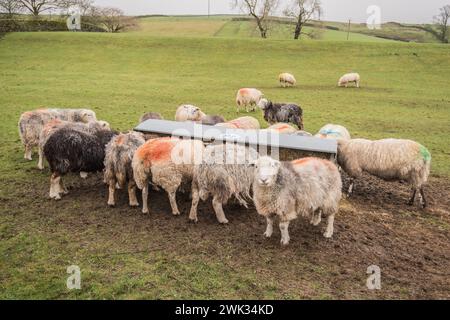 Pecore allineate ad un alveolo pieno di fieno, quando l'erba nel campo è di qualità e quantità inferiori in inverno. Foto Stock