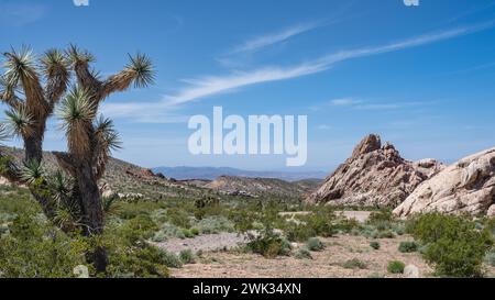 Whitney Pocket, Gold Butte National Monument, vicino a Bunkerville, Nevada. Foto Stock
