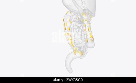 Le appendici epiploiche sono normali versamenti di grasso peritoneale sulla superficie anti-mesenterica dell'illustrazione 3d del colon Foto Stock