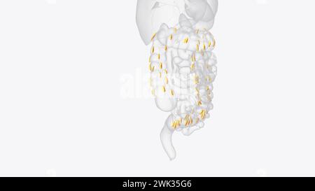 Le appendici epiploiche sono normali versamenti di grasso peritoneale sulla superficie anti-mesenterica dell'illustrazione 3d del colon Foto Stock