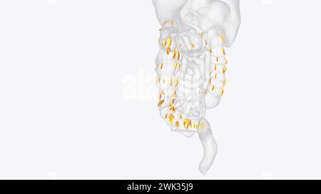 Le appendici epiploiche sono normali versamenti di grasso peritoneale sulla superficie anti-mesenterica dell'illustrazione 3d del colon Foto Stock