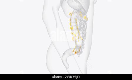 Le appendici epiploiche sono normali versamenti di grasso peritoneale sulla superficie anti-mesenterica dell'illustrazione 3d del colon Foto Stock