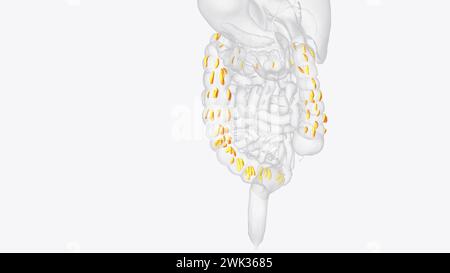 Le appendici epiploiche sono normali versamenti di grasso peritoneale sulla superficie anti-mesenterica dell'illustrazione 3d del colon Foto Stock