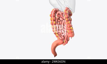 Le appendici epiploiche sono normali versamenti di grasso peritoneale sulla superficie anti-mesenterica dell'illustrazione 3d del colon Foto Stock