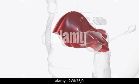 La mucosa nasale allinea la cavità nasale illustrazione 3d fa parte della mucosa respiratoria, la membrana mucosa che riveste il tratto respiratorio 3d illu Foto Stock