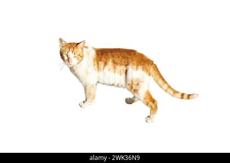 gatto di zenzero guarda la fotocamera e cammina su uno sfondo bianco e isolato Foto Stock