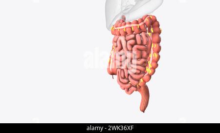 Le appendici epiploiche sono normali versamenti di grasso peritoneale sulla superficie anti-mesenterica dell'illustrazione 3d del colon Foto Stock