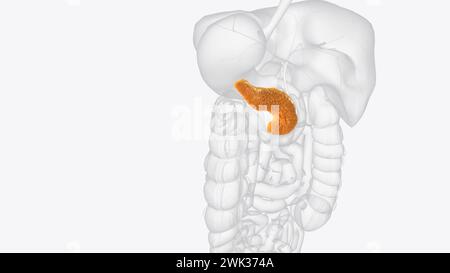 Il pancreas è un organo situato nell'illustrazione 3d dell'addome Foto Stock