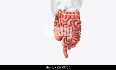 Le appendici epiploiche sono normali versamenti di grasso peritoneale sulla superficie anti-mesenterica dell'illustrazione 3d del colon Foto Stock