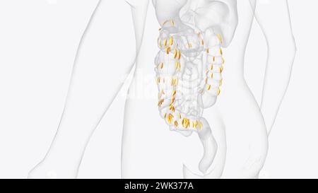 Le appendici epiploiche sono normali versamenti di grasso peritoneale sulla superficie anti-mesenterica dell'illustrazione 3d del colon Foto Stock