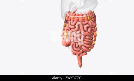 Le appendici epiploiche sono normali versamenti di grasso peritoneale sulla superficie anti-mesenterica dell'illustrazione 3d del colon Foto Stock