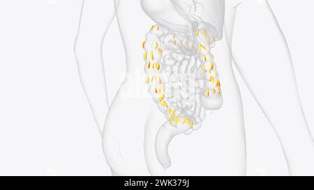 Le appendici epiploiche sono normali versamenti di grasso peritoneale sulla superficie anti-mesenterica dell'illustrazione 3d del colon Foto Stock