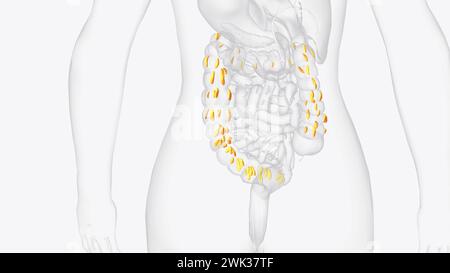 Le appendici epiploiche sono normali versamenti di grasso peritoneale sulla superficie anti-mesenterica dell'illustrazione 3d del colon Foto Stock