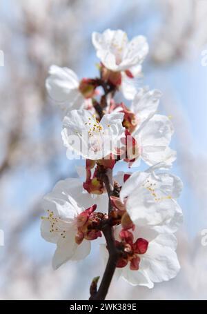 Arte di fondo della natura primaverile con fiori. Splendida scena naturale con alberi in fiore. Giornata di sole. Fiori primaverili. Bel giardino. Ba sfocata astratta Foto Stock
